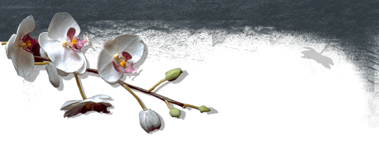 Header Graphic